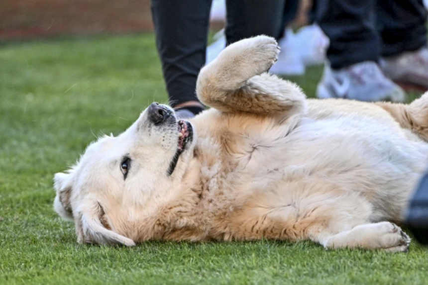 why did kirk herbstreit have a service dog