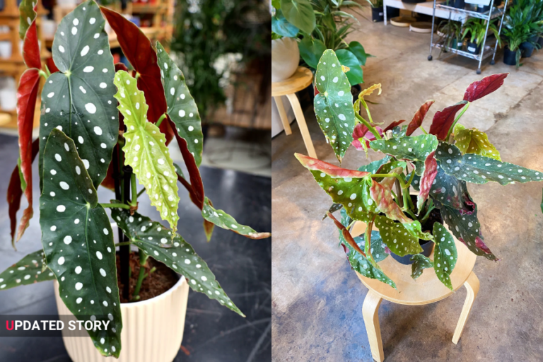 begonia mallacoota